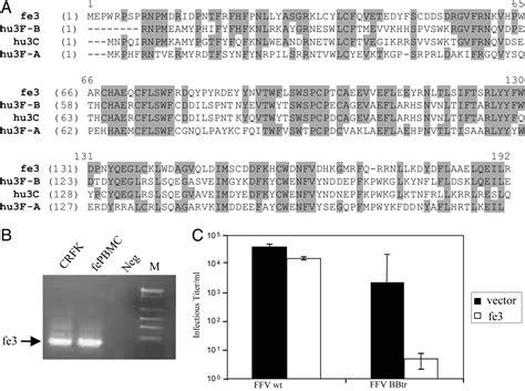 fefab|The antiretroviral activity of APOBEC3 is inhibited by the foamy。